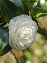 Camélia Montironi - Camellia japonica