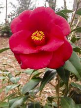 Camélia classique - Camellia Royal Velvet