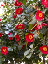 Camélia d'automne - Camellia sasanqua Yuletide