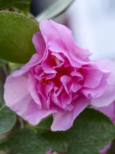 Camélia d automne - Camellia sas. Showa no Sakae
