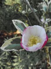 Camélia d'automne panaché - Camelia sasanqua Variegata 