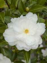 Camélia d'automne - Camellia sasanqua Waterfall White