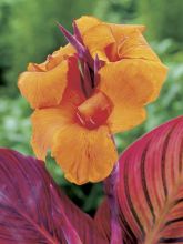 Canna Durban