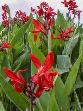 Canna Endeavour