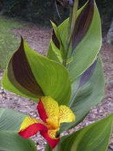 Canna Cleopatra - Balisier panaché jaune et rouge.