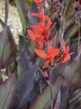 Canna géant 'Ibis'