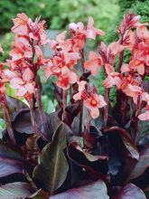 Canna 'Angelique'