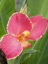 Canna Lolita - Balisier rouge indien à liseré jaune