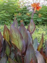 Canna comestible 'Purpurea'