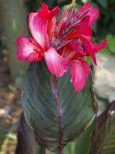 Canna Red Wine - Balisier