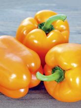 Poivron Gourmet - Capsicum annuum