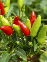 Piment Krakatoa - Capsicum annuum