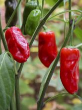 Piment Padron - Capsicum annuum