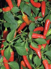 Piment 'Serrano'