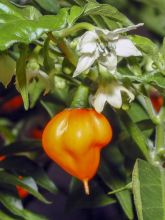 Piment Habanero - Piment antillais