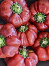 Piment Tomate Bio - Ferme de Sainte Marthe