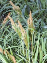 Carex trifida - Laîche