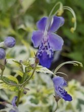 Caryopteris divaricata Electrum - Barbe bleue