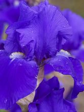 Iris des jardins 'Bleu de Gien'