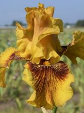 Iris germanica Burst
