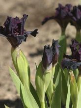 Iris germanica Devil Baby - Iris des Jardins Lilliput