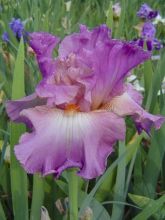 Iris germanica Mallow dramatic - Iris des Jardins