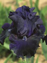 Iris germanica Obsidian