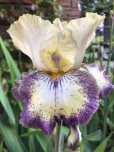 Iris germanica Ominous Stranger - Iris des Jardins