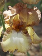 Iris germanica Patina