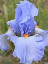 Iris des jardins 'Princesse Caroline de Monaco'
