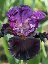 Iris germanica Saturn