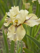 Iris germanica Thornbird