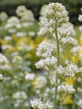 Graines de Valériane des jardins Snowcloud - Centrantus ruber