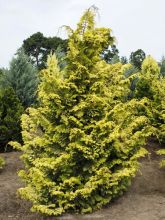 Chamaecyparis obtusa Aurea - Faux cyprès hinoki du Japon                     