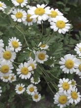 Chrysanthème cinerariifolium