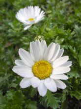 Chrysanthème nain annuel Snow Daisy
