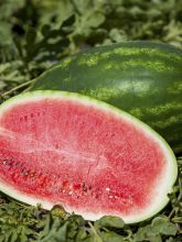 Melon d'eau Charleston Grey NT - Ferme de Sainte Marthe