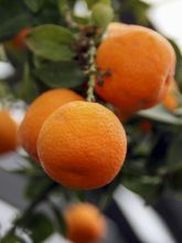 Oranger amer à feuille de myrthe, Chinotto