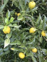 Citrus ichangensis - Ichang Papeda 