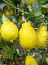 Citronnier 'Adamo'