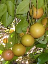 Pamplemousse (Pomelo) - Citrus (x) paradisi