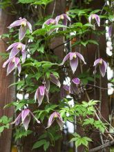 Clématite - Clematis Columella