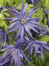 Clématite - Clematis Spiky