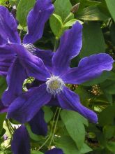 Clématite - Clematis diversifolia Aphrodite