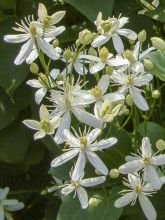 Clématite - Clematis mandshurica