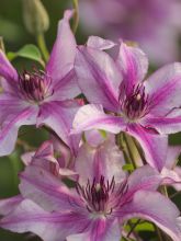 Clématite - Clematis Isabella