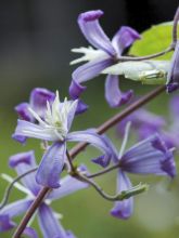 Clématite à feuilles de berce 'Stanislaus'