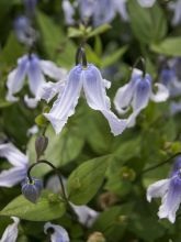 Clématite integrifolia 'Twinckle'