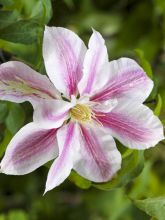 Clématite - Clematis Andromeda