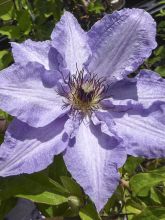 Clématite -Clematis Myosotis